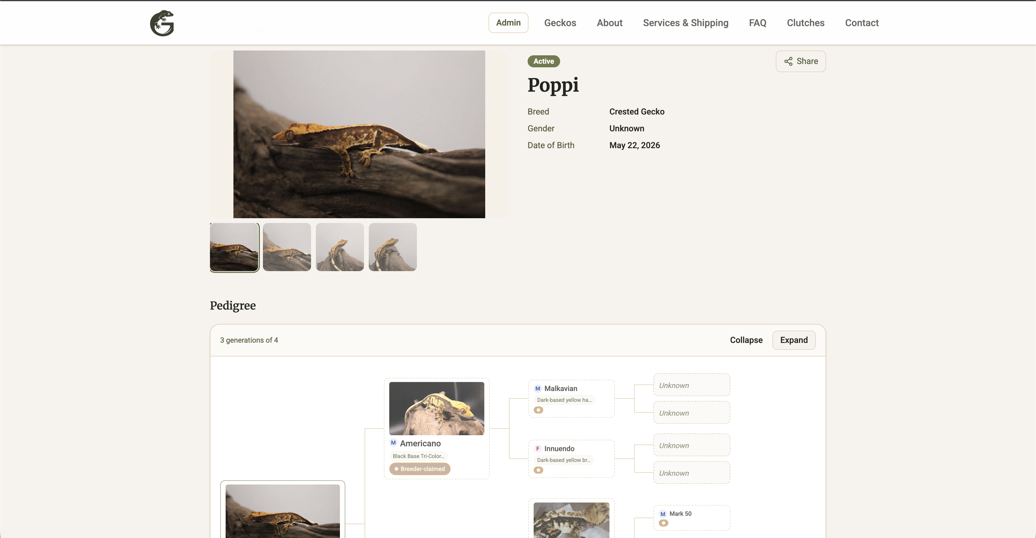 A Geckistry gecko profile with an interactive pedigree on Breed Ledger