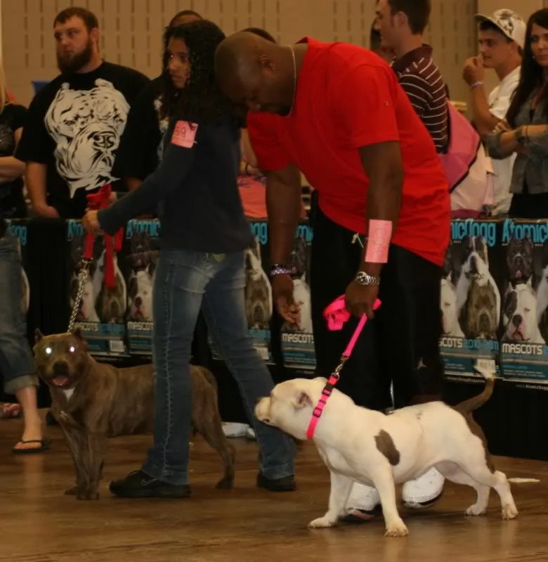 Dusty handling a dog in a professional show ring