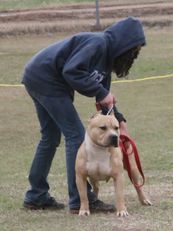 Dusty stacking a dog for the judge